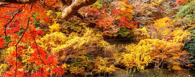  たびもの撰華